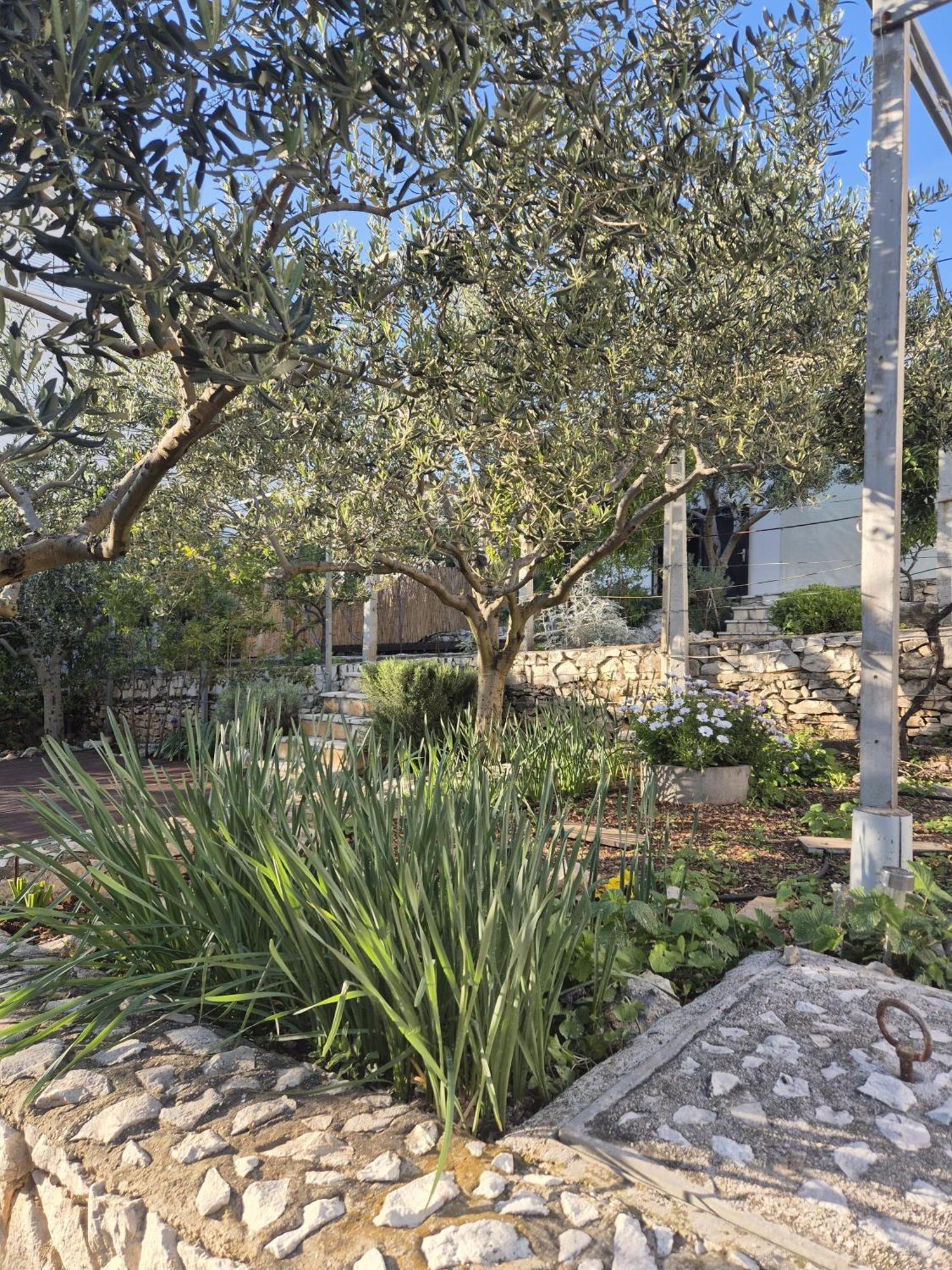 Villa Apartments Oliva Seget Vranjica Εξωτερικό φωτογραφία